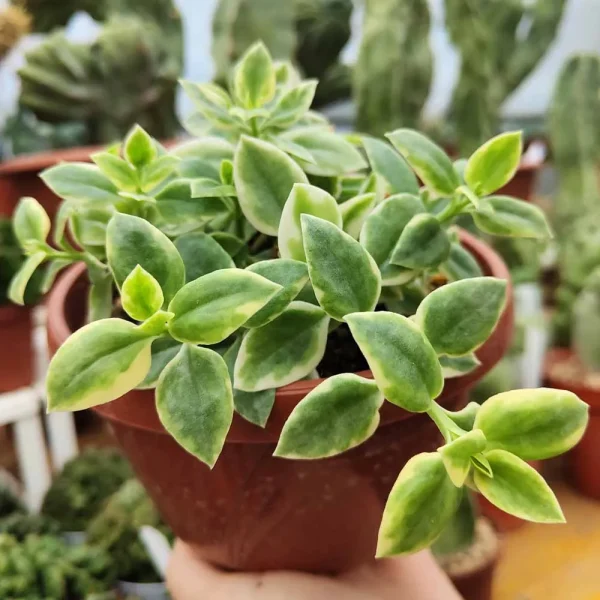 Aptenia cordifolia variegata - immagine 2