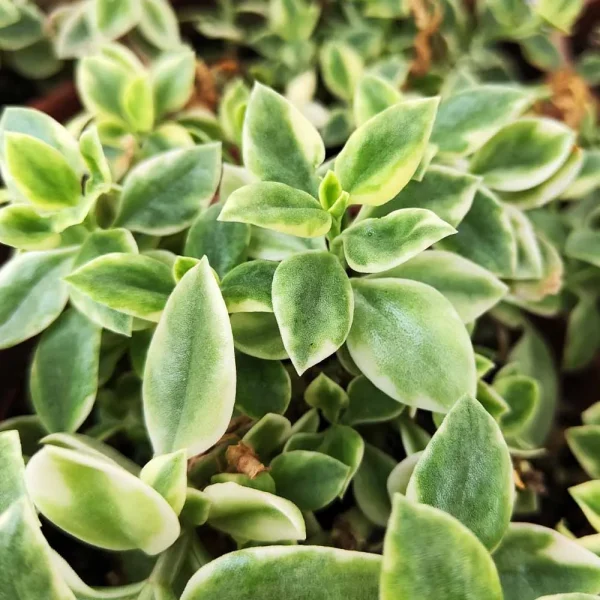 Aptenia cordifolia variegata - immagine 3