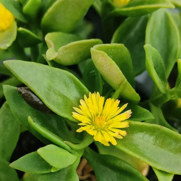 Aptenia cordifolia fiore giallo