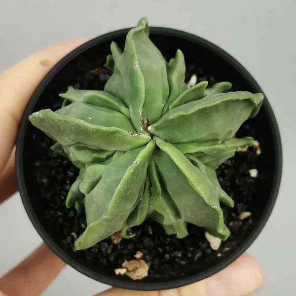 Astrophytum myriostigma fukuryu