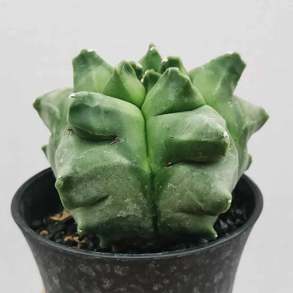 Astrophytum da collezione