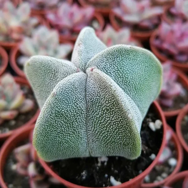 Astrophytum myriostigma - immagine 2