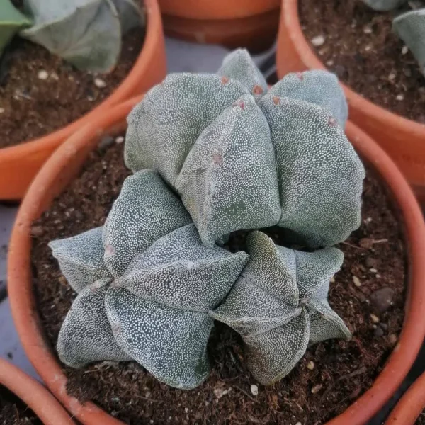 Astrophytum myriostigma gruppo