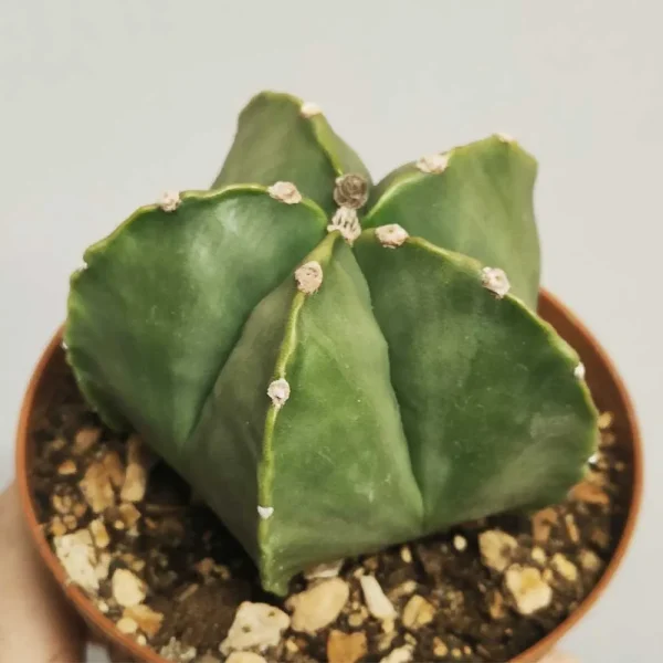 Astrophytum myriostigma f. nudum