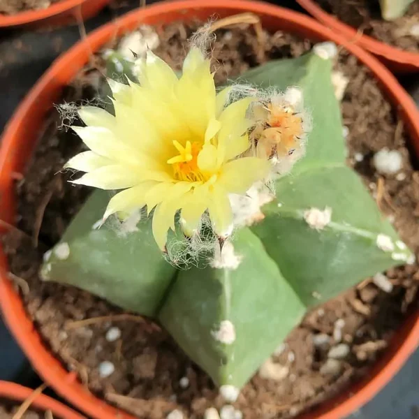 Astrophytum myriostigma f. nudum - immagine 3