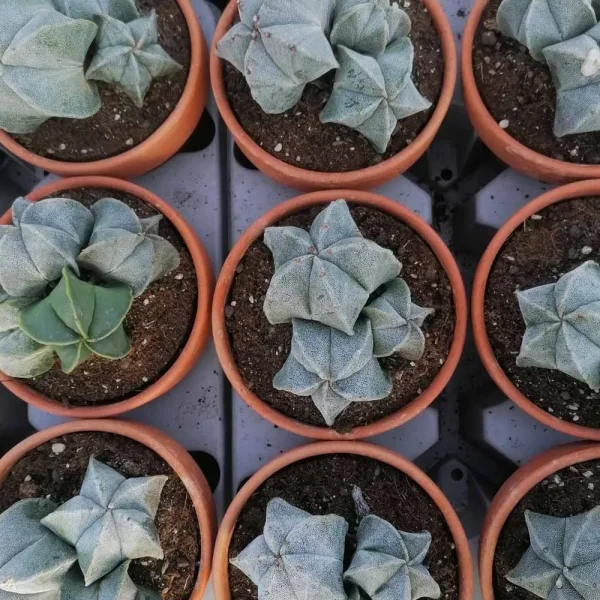 Astrophytum myriostigma gruppo - immagine 2