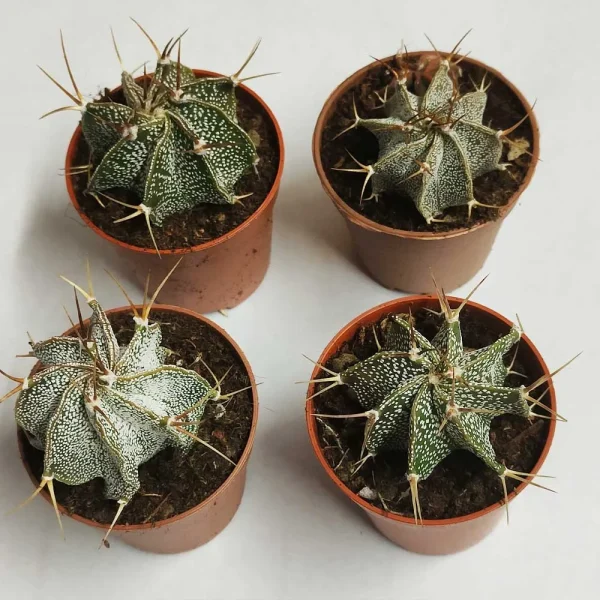 Astrophytum ornatum - immagine 2
