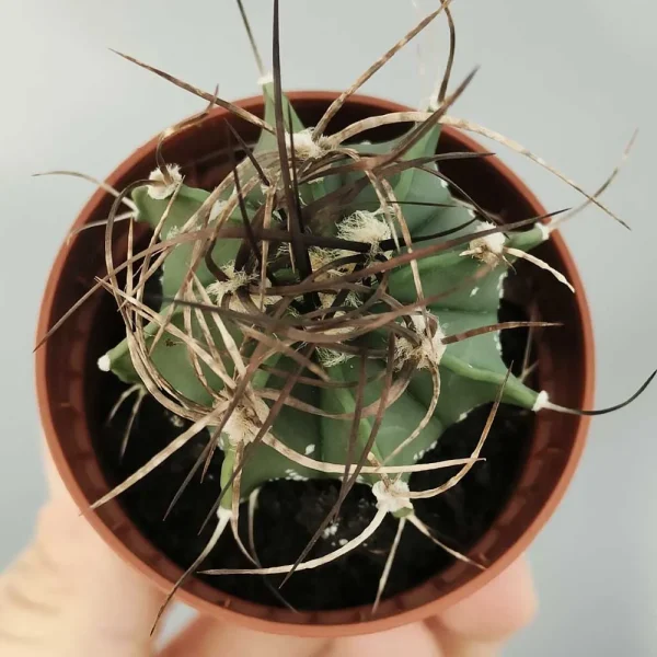 Astrophytum senile - immagine 3