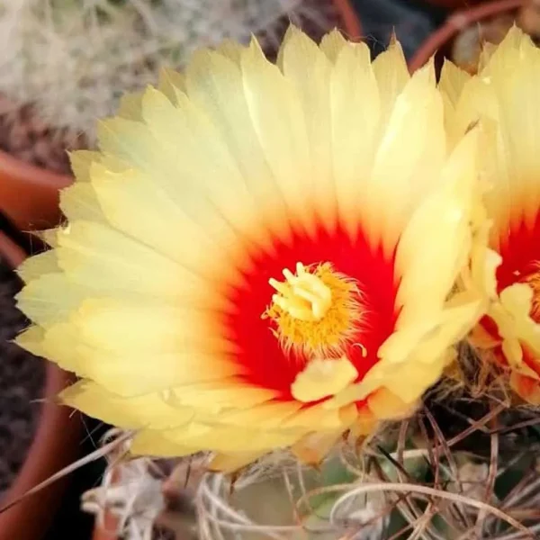 Astrophytum senile