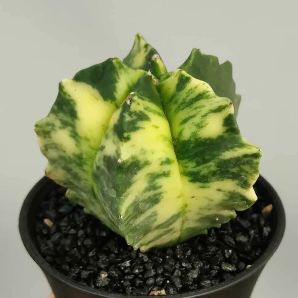 Astrophytum myriostigma variegato