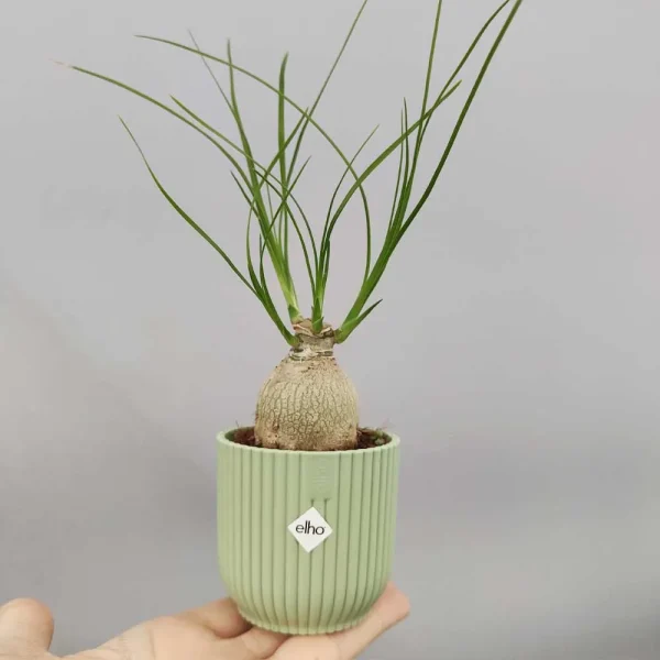 Beaucarnea recurvata (pianta mangiafumo)