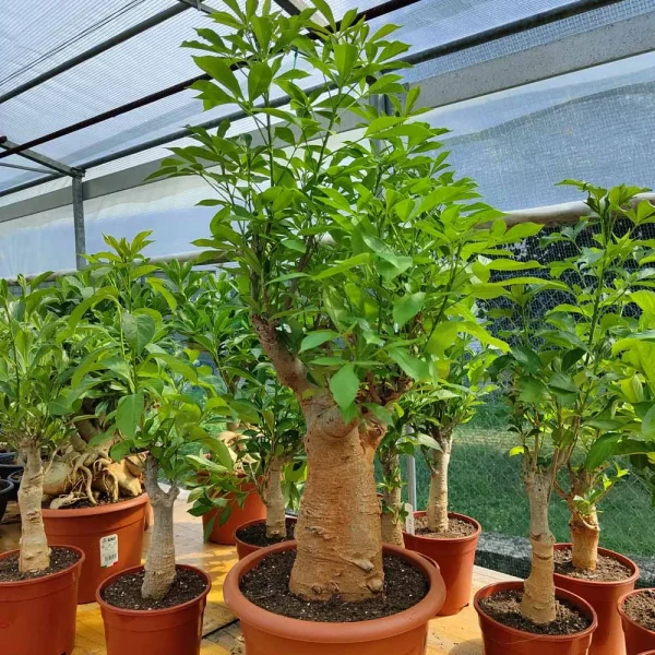 Adansonia digitata esemplare (Baobab africano)