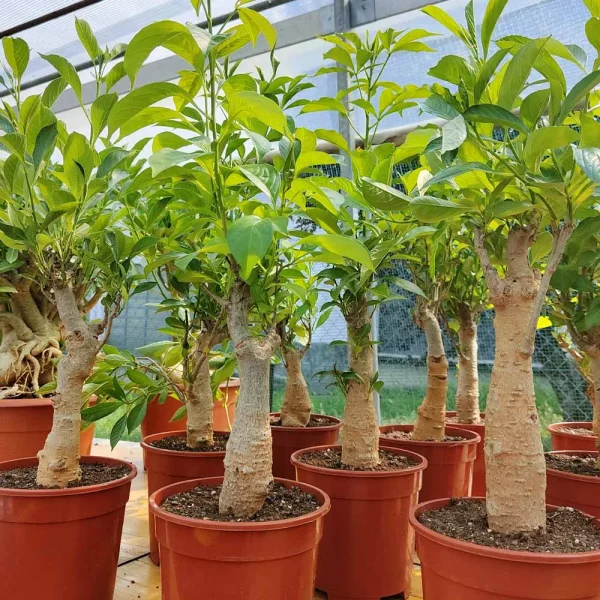 Adansonia digitata (Baobab africano)