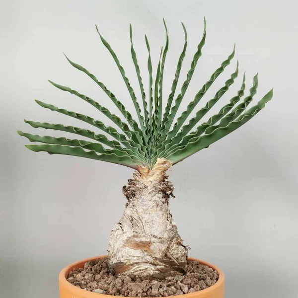 Boophone disticha