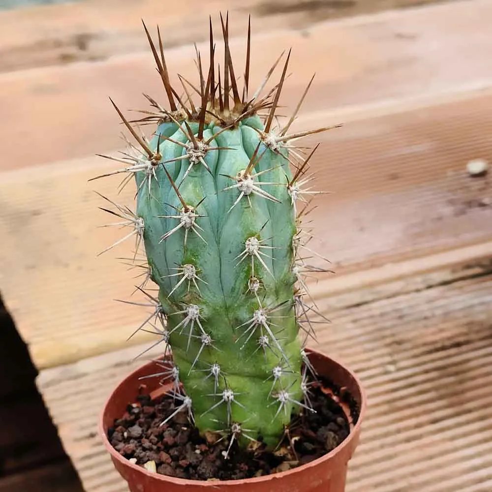 Browningia hertlingiana