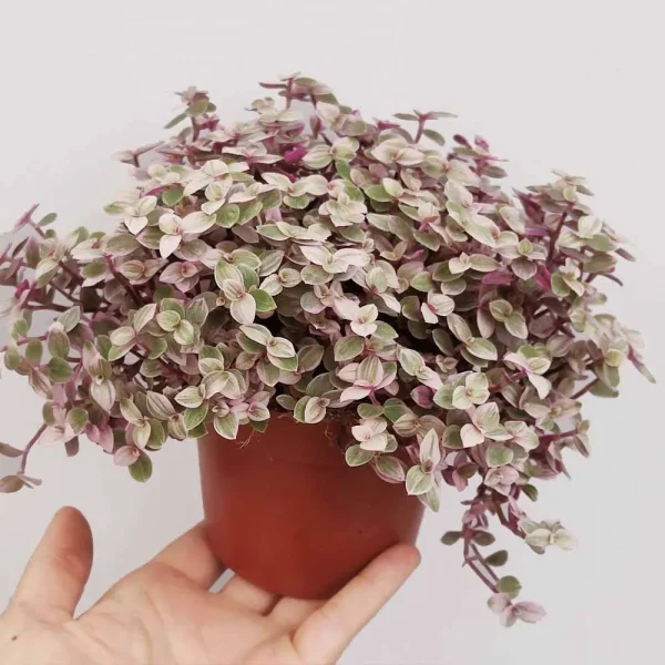 Callisia repens variegata ‘Pink lady’