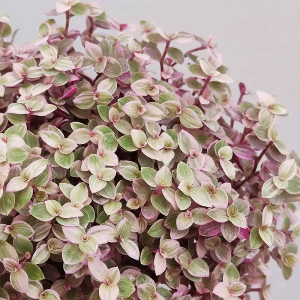 Callisia repens variegata ‘Pink lady’ - immagine 3