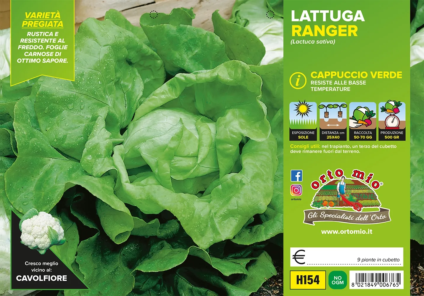 Lattuga CAPPUCCIO verde