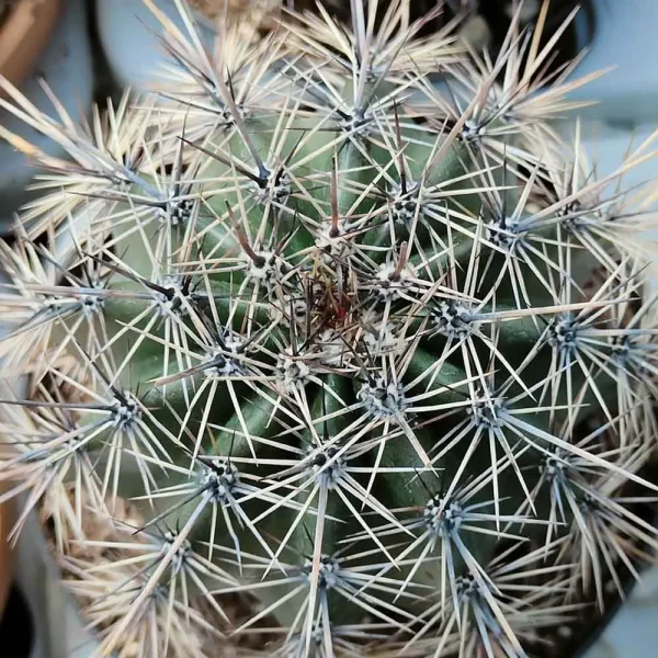 Carnegiea gigantea (Saguaro) - immagine 2