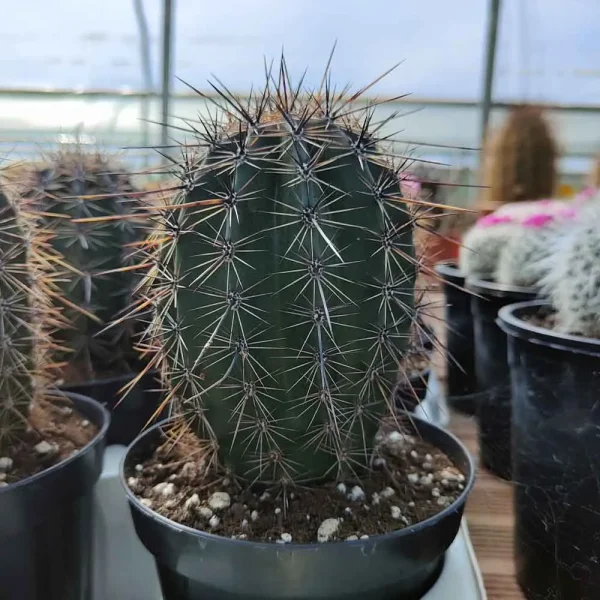 Carnegiea gigantea (Saguaro)