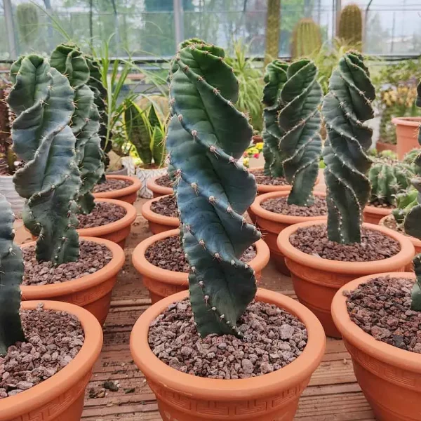 Cereus forbesii spiralis