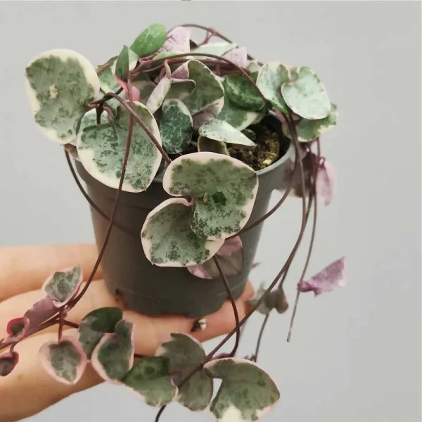 Ceropegia woodii variegata (collana di cuori)