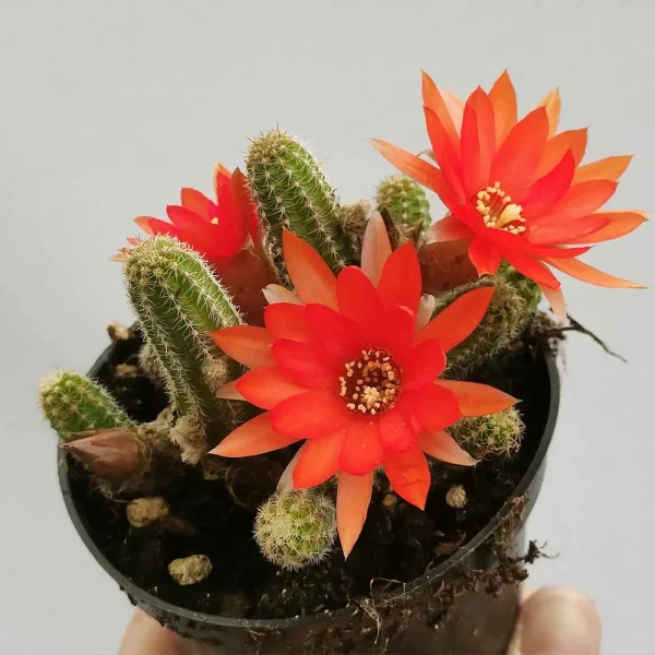 Chamaecereus silvestrii - immagine 2