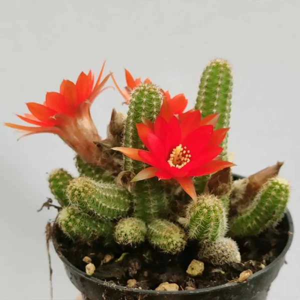 Chamaecereus silvestrii