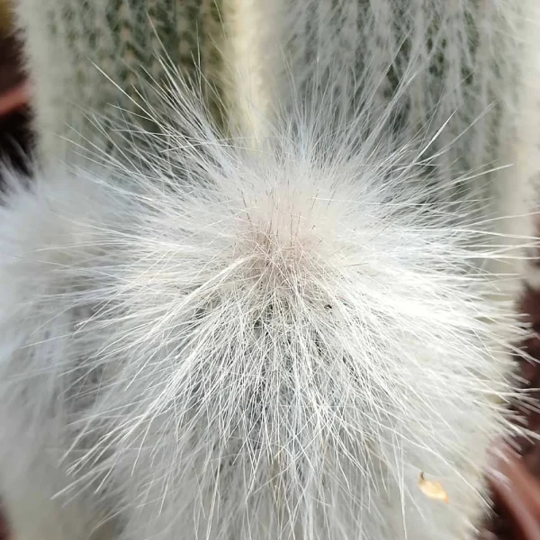 Cleistocactus strausii (medio) - immagine 2