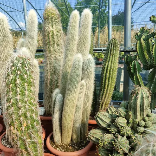Cleistocactus strausii