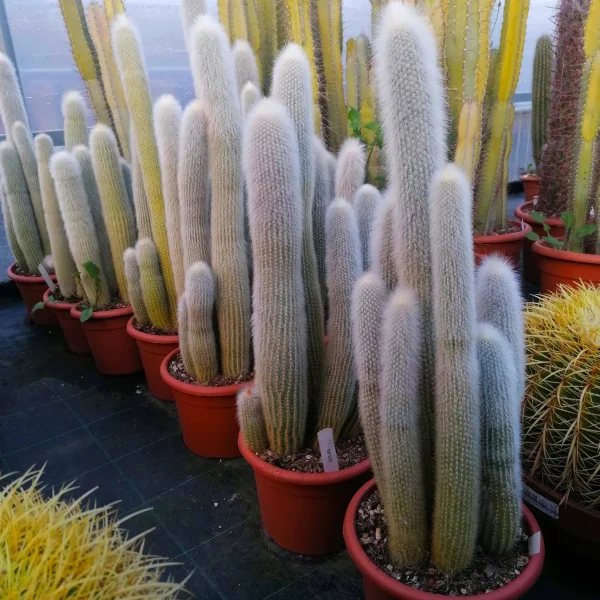 Cleistocactus strausii - immagine 2