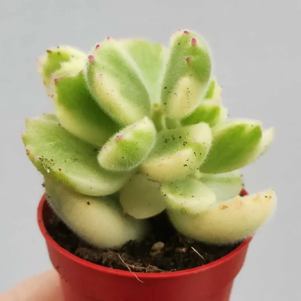 Cotyledon ladismithiensis variegato - immagine 2