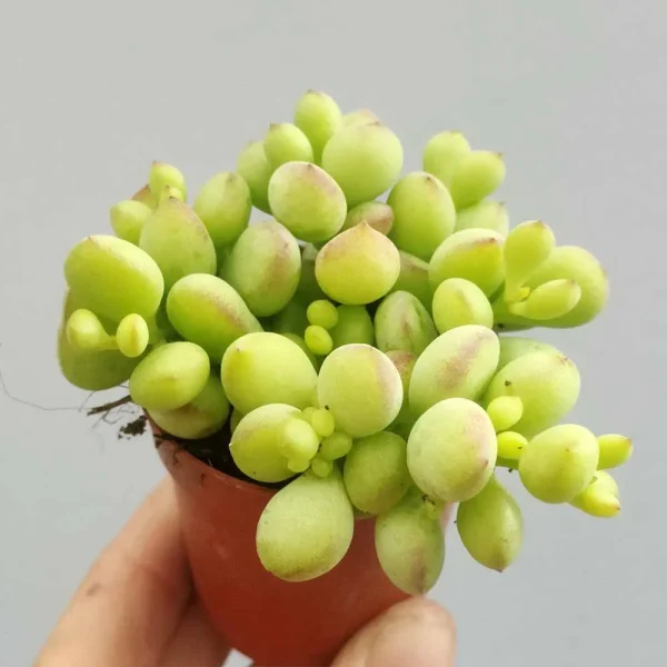 Cotyledon pendens