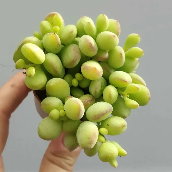 Cotyledon pendens - immagine 2