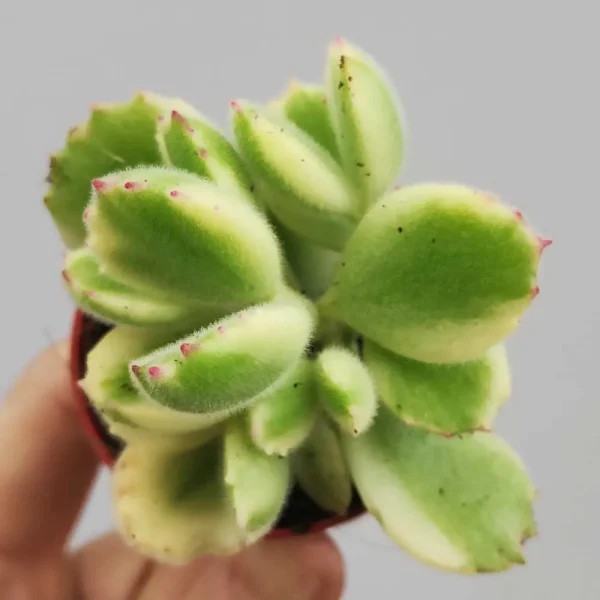 Cotyledon ladismithiensis variegato