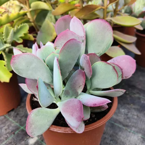 Cotyledon orbiculata