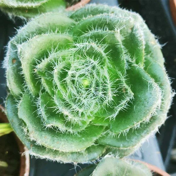 Crassula barbata