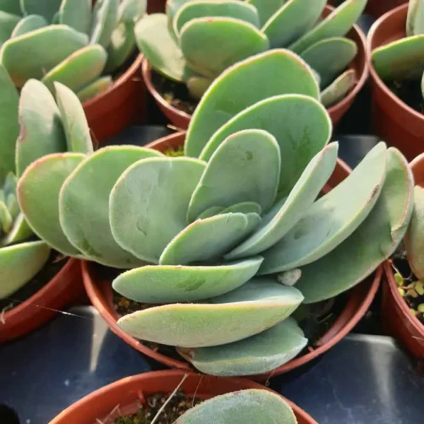 Crassula cotyledonis