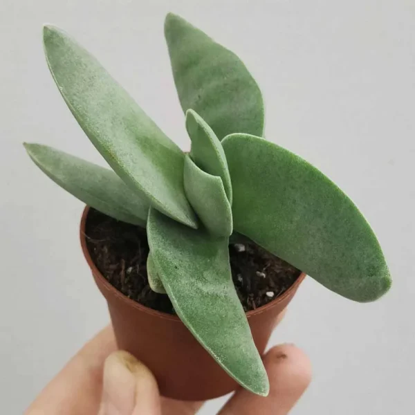 Crassula falcata