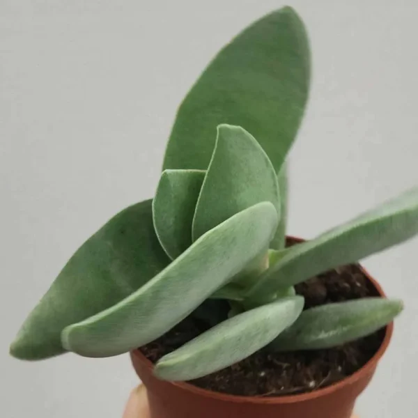 Crassula falcata - immagine 3