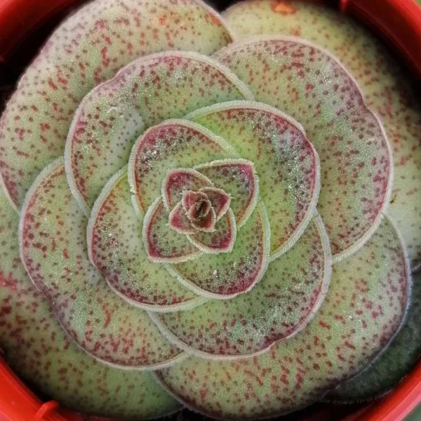 Crassula hemisphaerica