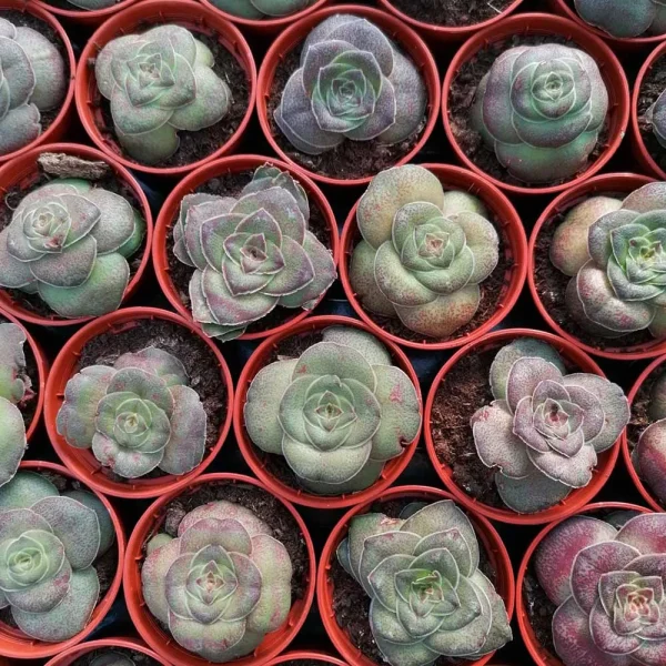 Crassula hemisphaerica - immagine 3