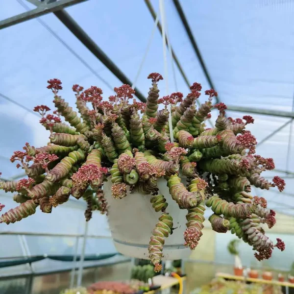 Crassula marneriana