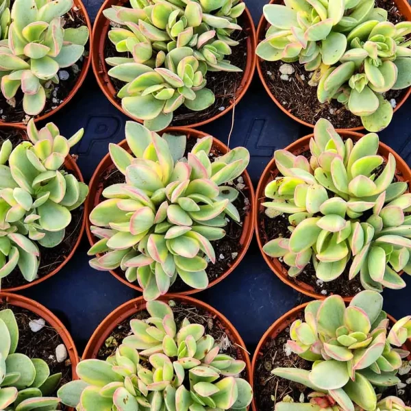 Crassula Money maker variegata - immagine 2