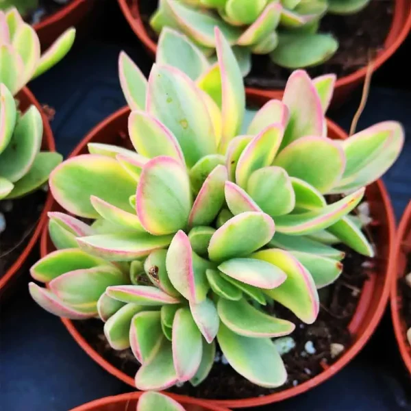 Crassula Money maker variegata