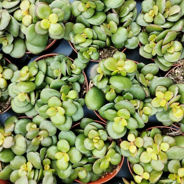 Crassula ovata f. minor (albero di giada) - immagine 2