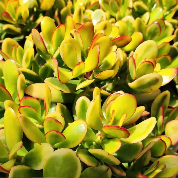 Crassula ovata tricolor - immagine 2