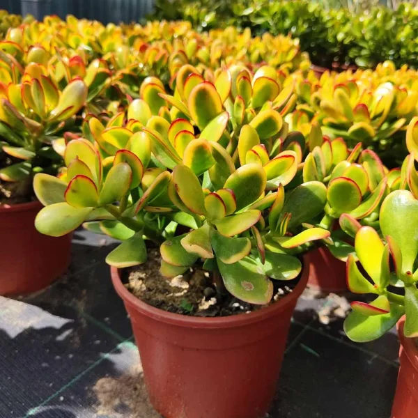 Crassula ovata tricolor