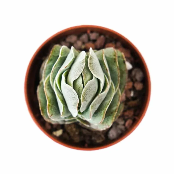 Crassula pangolin - immagine 2