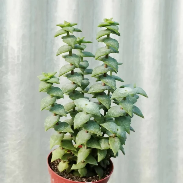 Crassula perforata - immagine 2